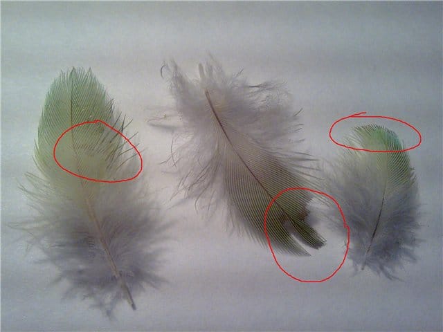 Паразиты у попугаев: что нужно знать об этом явлении