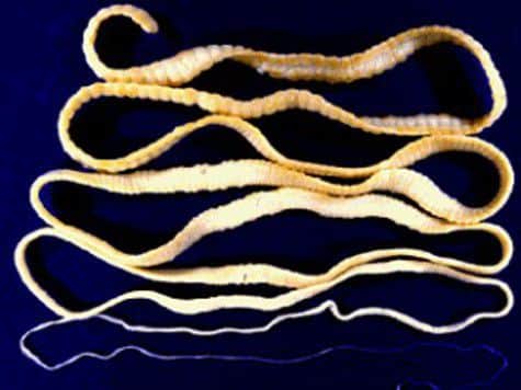 Какие ленточные черви у человека встречаются чаще всего?