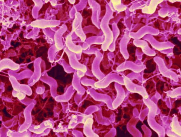 Виды паразитов в крови человека