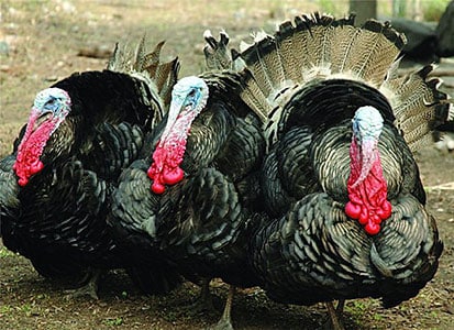 профилактика – лучшее лечение