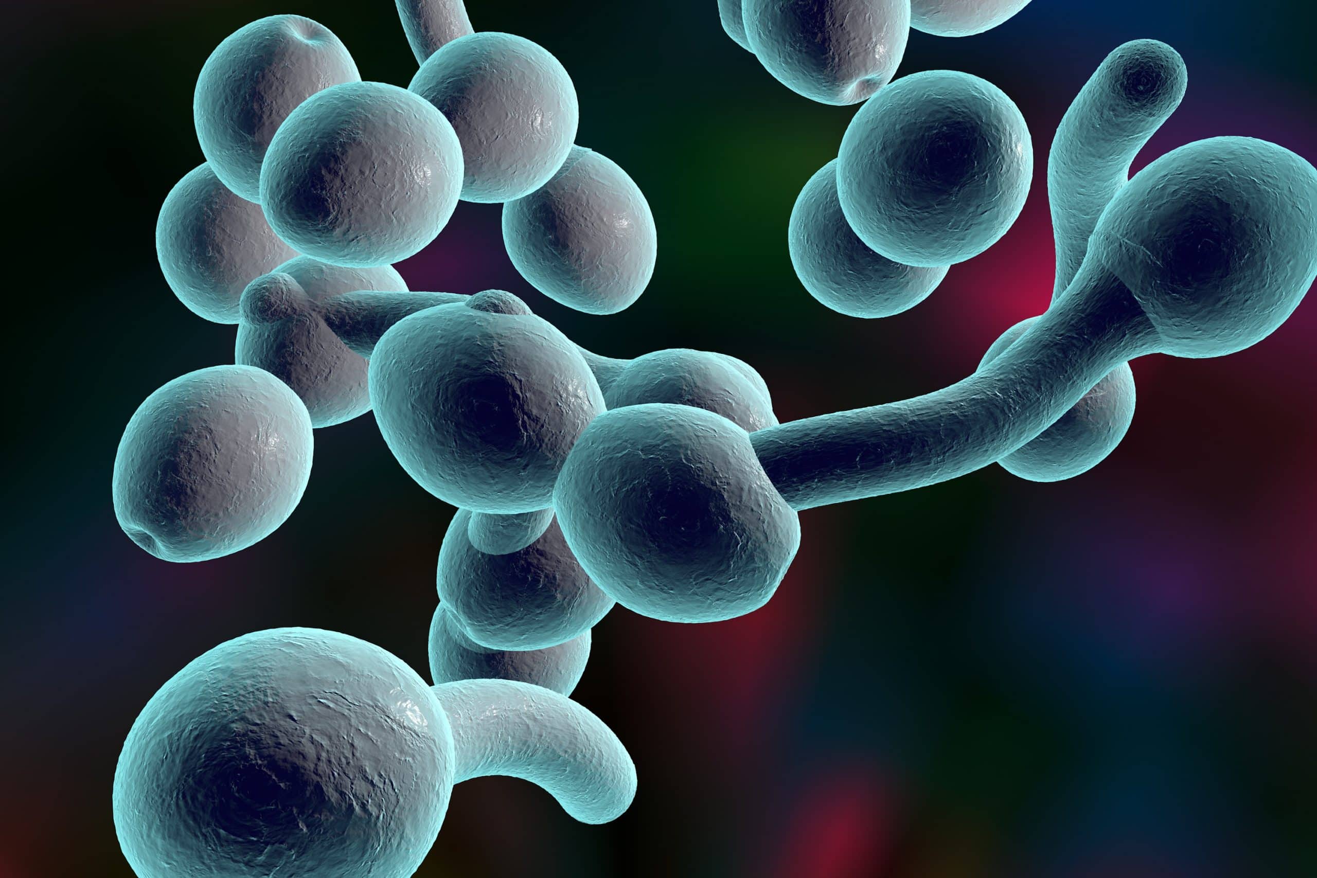 Грибок Кандида