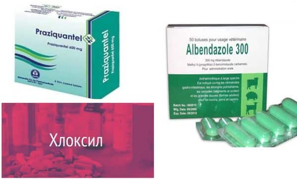 Как применять Хлоксил от паразитов