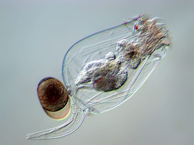 Виды паразитов в воде и их опасность для человека