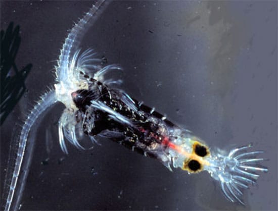 Виды паразитов в воде и их опасность для человека