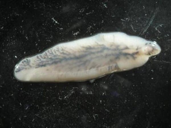 Кошачья двуустка