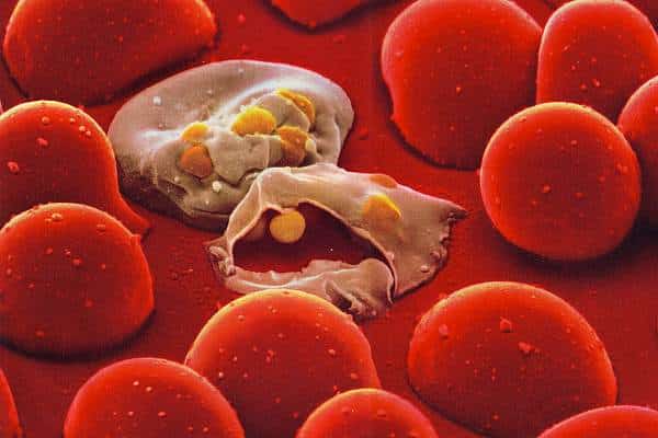 Виды паразитов в крови человека