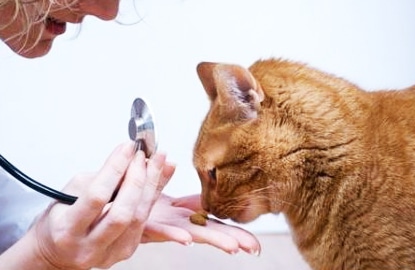 Гельминтозы у животных и их лечение