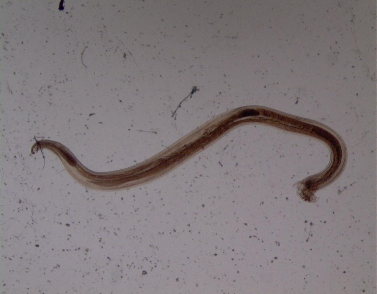 Как проявляется и чем опасен анкилостомоз у животных?