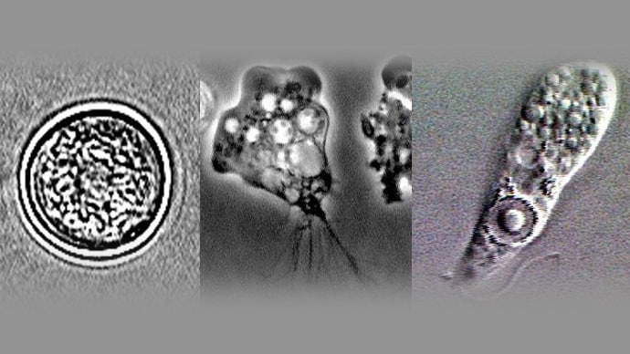 Виды паразитов в воде и их опасность для человека