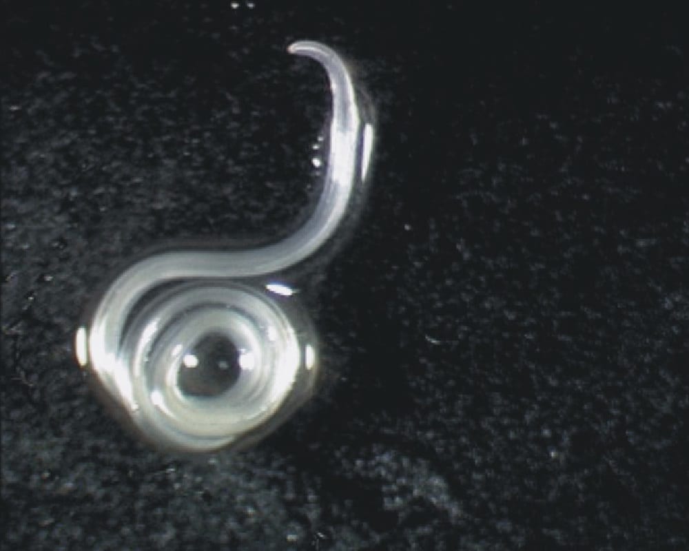 Паразиты в кальмарах: виды и предотвращение инвазии