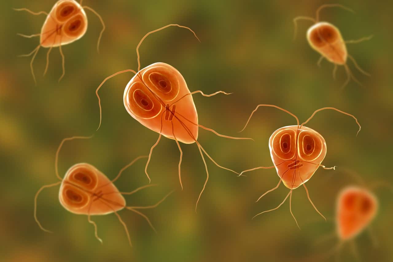 Виды паразитов и симптомы. Основные признаки наличия паразитов в организме