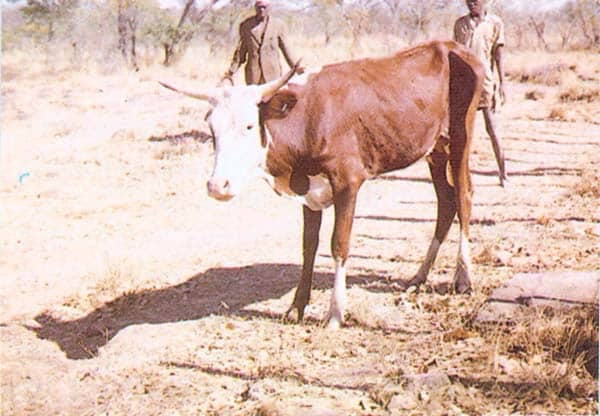 Как протекает бабезиоз крупного рогатого скота?