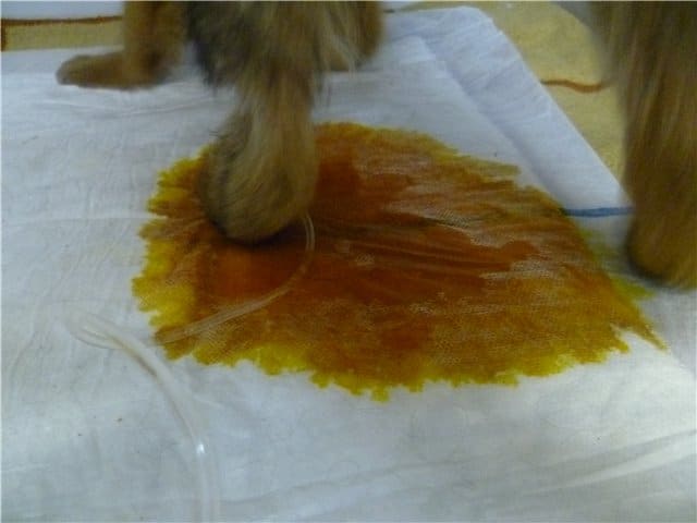 Как передается и протекает бабезиоз у собак?