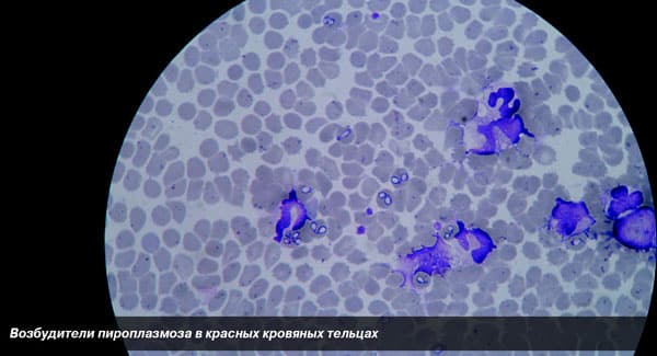 Как передается и протекает бабезиоз у собак?