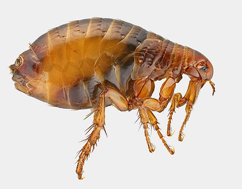 Кожные паразиты у голубей: симптомы, последствия, методы борьбы