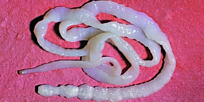 cepen-opasen-ili-net