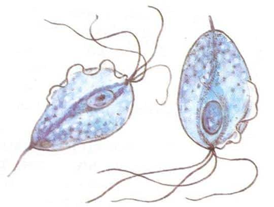 Что такое трихомониаз и как от него излечиться?