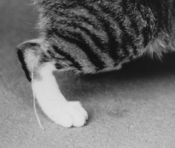 Как развивается дракункулез?