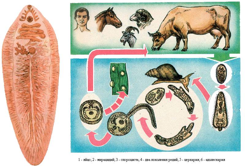 Как развивается фасциолез человека?