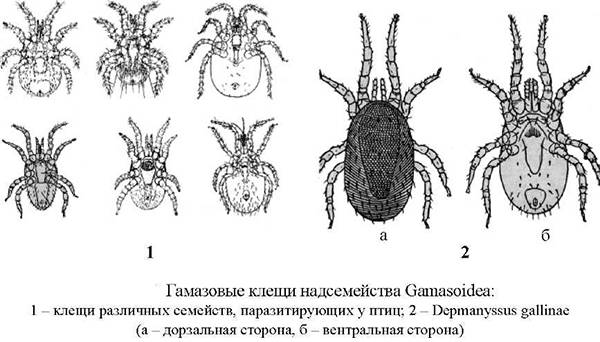 Паразиты у попугаев: что нужно знать об этом явлении