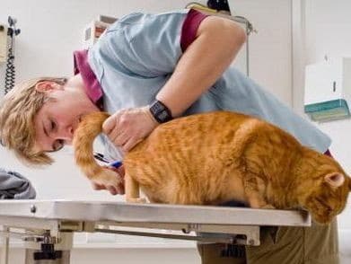 gelmintoz-u-zhivotnyh