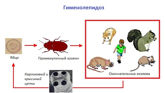 Как протекает гименолепидоз?