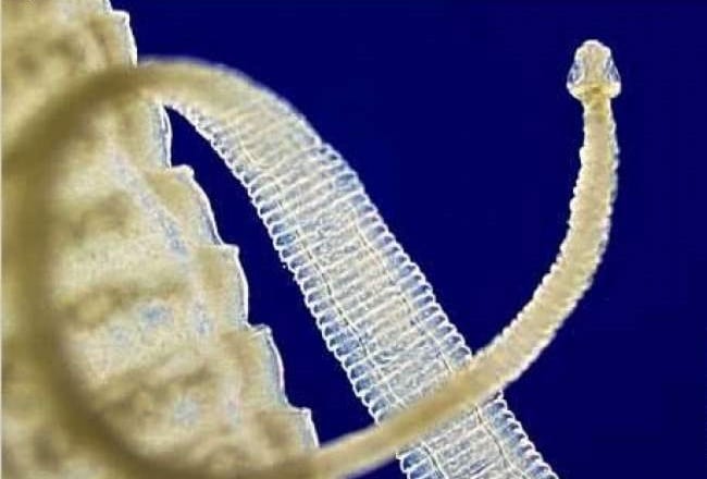 glisty-i-temperatura