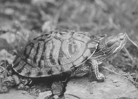 не забывайте о профилактике