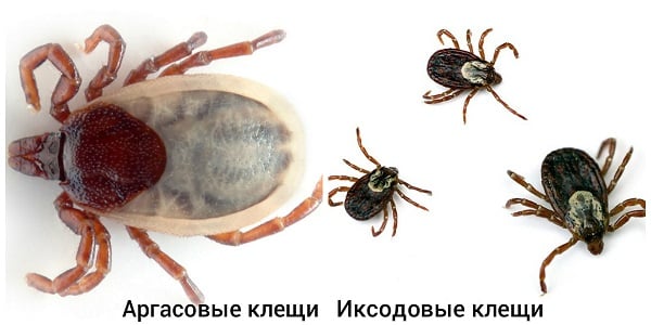 Самые опасные паразиты для человека