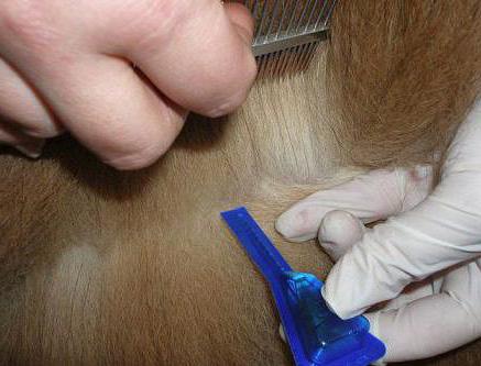 Как применять Инспектор от глистов?