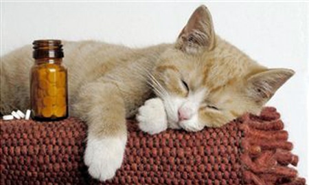 kak-dat-tabletku-kotu