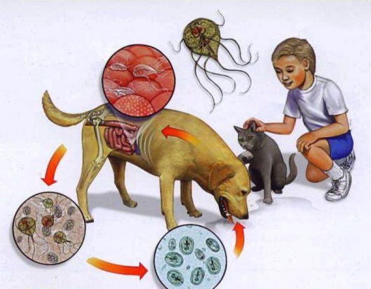 Заражение от животных