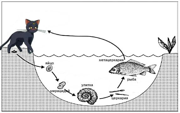 цикл развития паразитов
