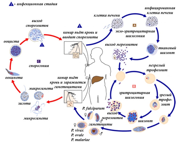 Цикл заражения