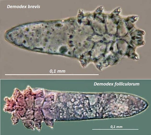 Длинный и короткий клещи
