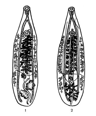 Как протекает клонорхоз у человека?