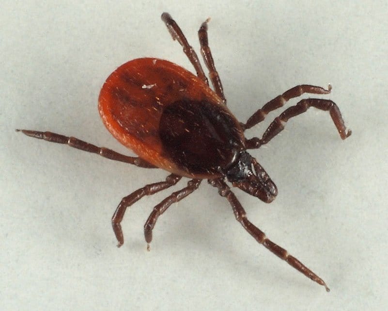 Паразиты у кур: избавляемся от патологии