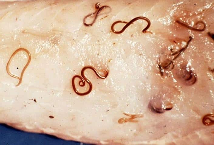 Как проявляется криптоспоридиоз у животных?