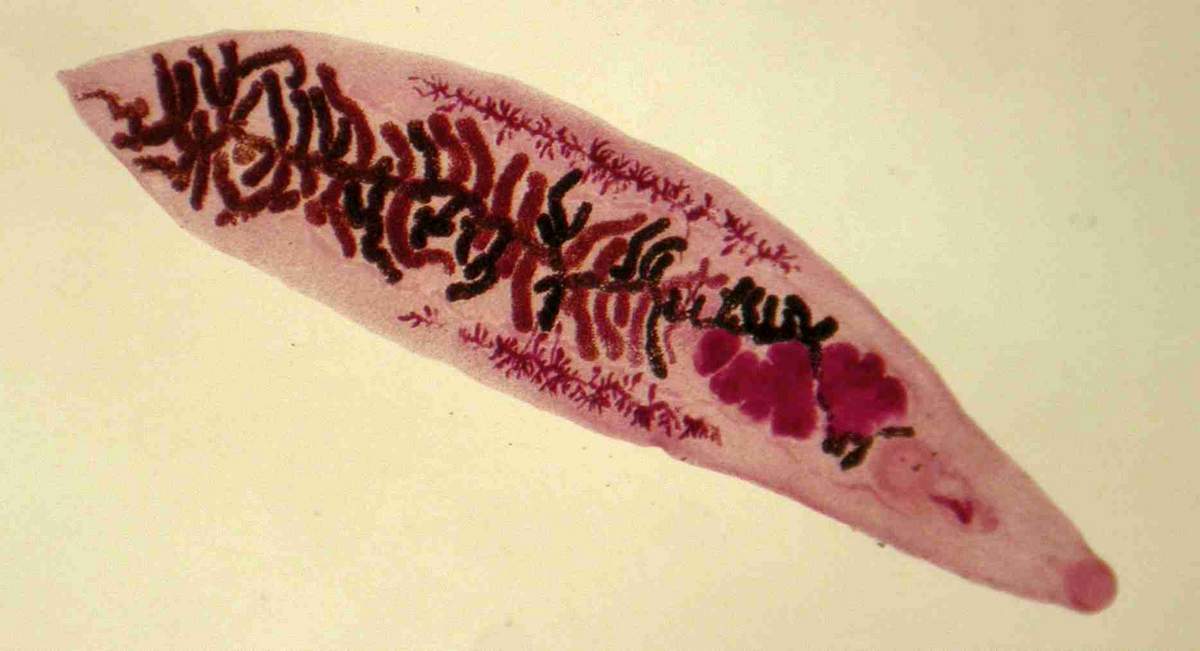 lantsetovidnaya-dvuustka