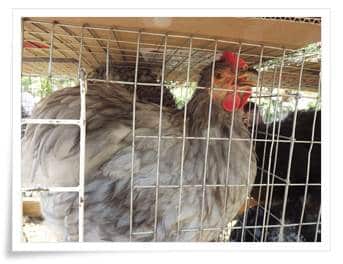 lechenie-kandidoza-u-kur