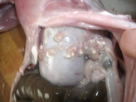 Цистицерки в мясе