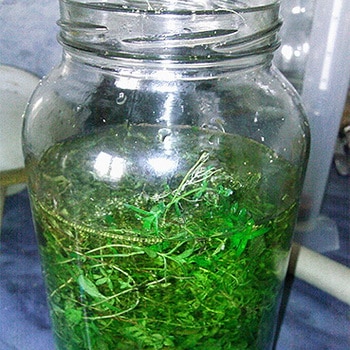 Как действует полынь от паразитов?