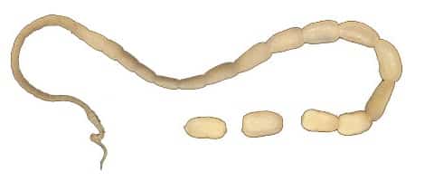 Основные пути заражения огуречным цепнем, признаки и лечение