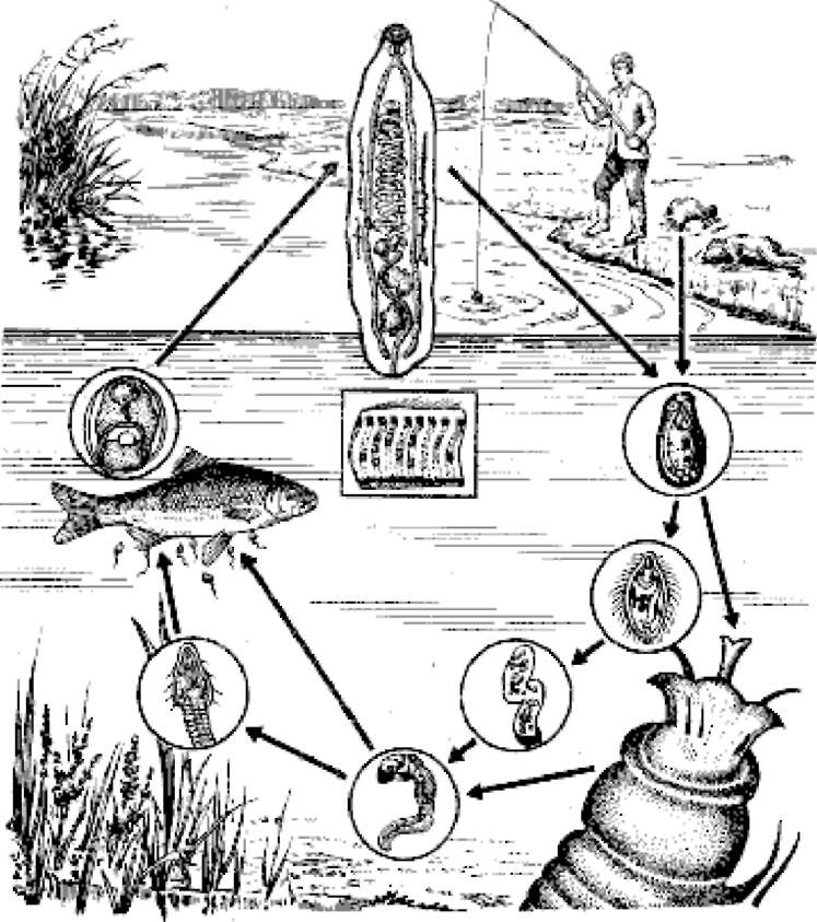 Пути передачи