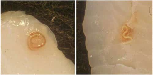 Паразит в рыбе