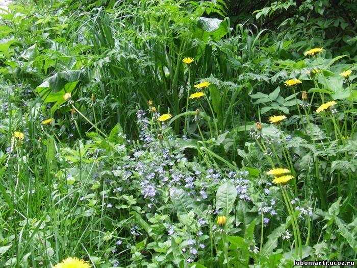 ot-molochnitsy-ispolzuyut-nastoi-trav