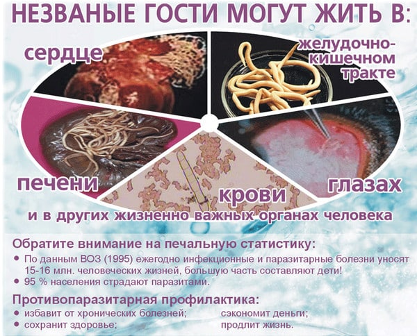Паразиты в организме человека: симптомы, разновидности