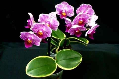 Как появляются паразиты на орхидеях и как с ними справиться