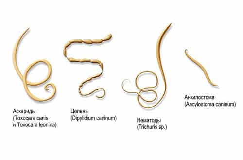 Паразиты у детей: как их обнаружить и лечить?