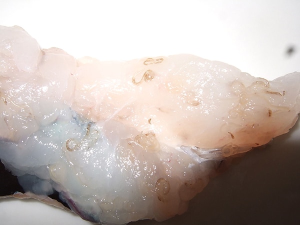 Паразиты в кальмарах: виды и предотвращение инвазии